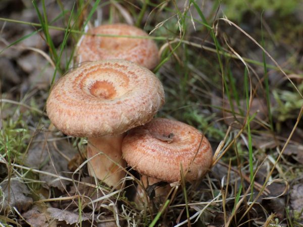 Ryzhiki - královské houby s jehličnatou dochutí
