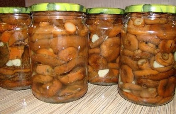 Hot salted mushrooms. Recipes for the winter step by step with a photo