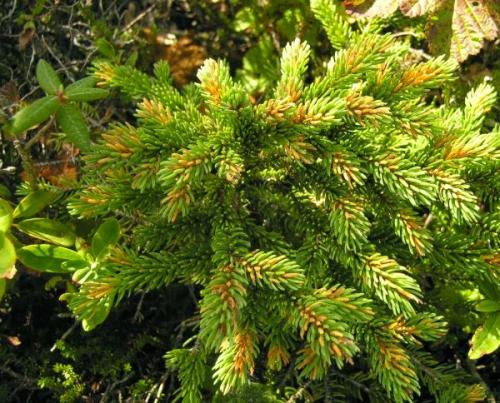 Rust of pine needles ate control measures. Spruce needles rust / Spruce needles golden rust