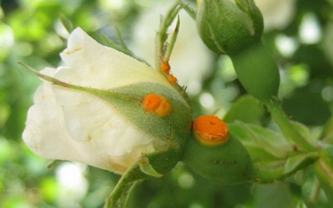 Rust of roses: photo and treatment in the fight against the disease