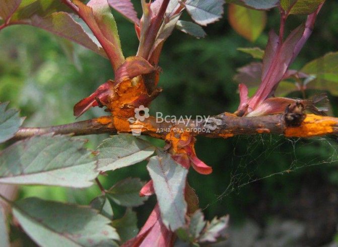 Rose rust is one of the most dangerous fungal diseases