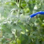 Rostig kvalster på tomater i ett växthus