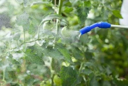Rezavý roztoč na rajčatech ve skleníku