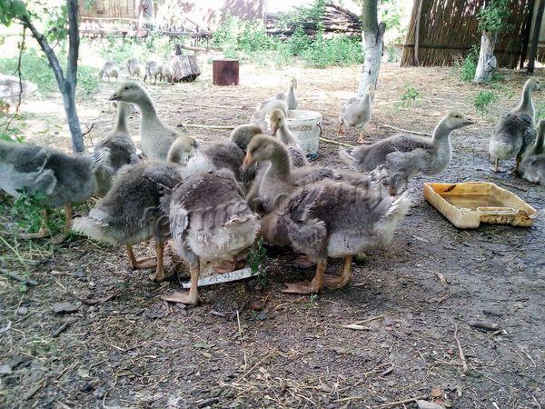 Mula ika-10 hanggang ika-21 araw, kailangan mong ilipat ang mga gosling sa 4-5 na pagkain sa isang araw