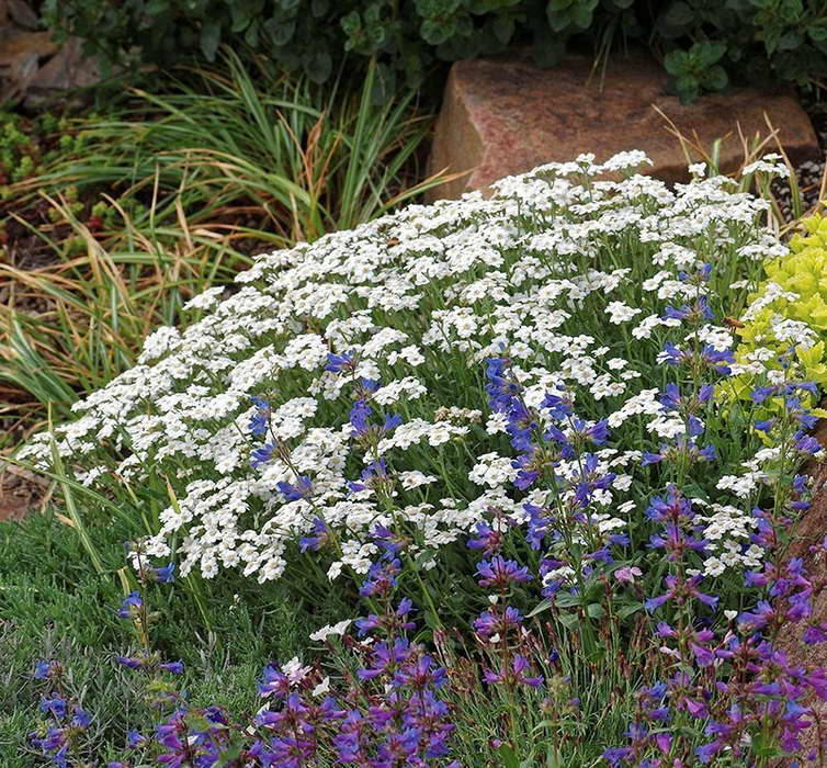 Cu ce ​​să plantați o fotografie albă de șarpe cu flori în grădină