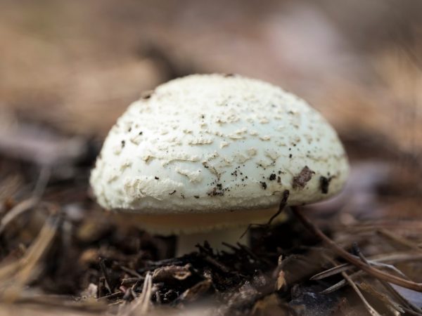 Până la șapte straturi de ciuperci pot fi îndepărtate din grădină