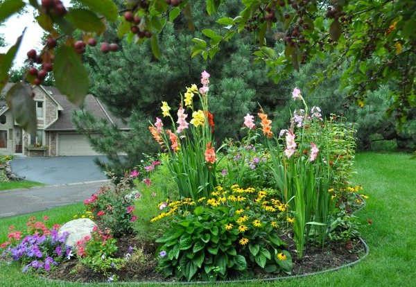 Vilka blommor är gladioli kombinerade i en blomsterbädd