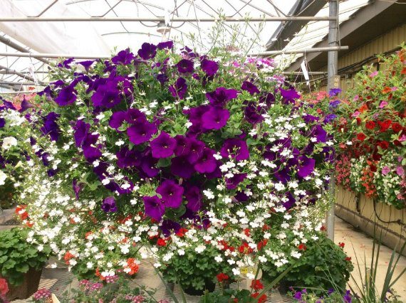 What colors can be combined with lobelia in a flower bed