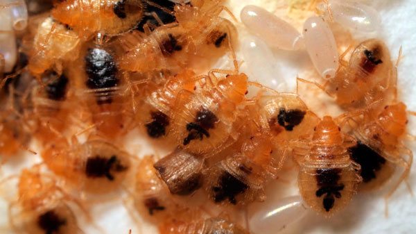 De la distanță, aceste larve arată ca furnici galbene domestice.