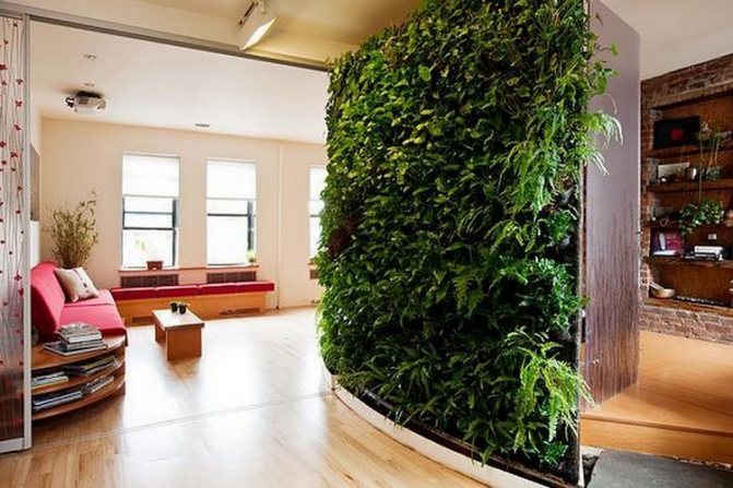 Taman tanaman dalaman di sebuah apartmen: lebih dekat dengan alam di rumah (37 foto)