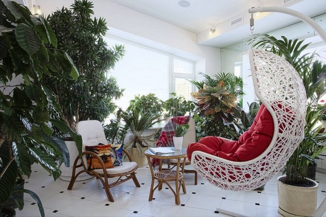 Un jardin de plantes d'intérieur dans un appartement: plus proche de la nature à la maison (37 photos)