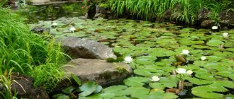 Okuma Garden, Lotus Pond.