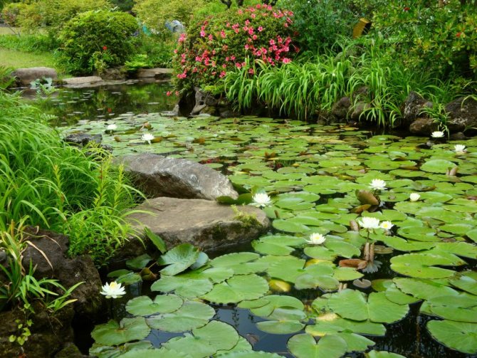 Grădina Okuma, iazul Lotus.