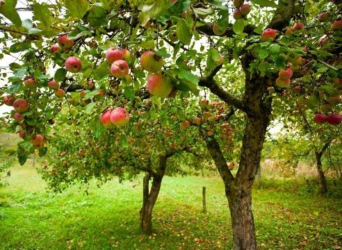 градина с ябълково дърво