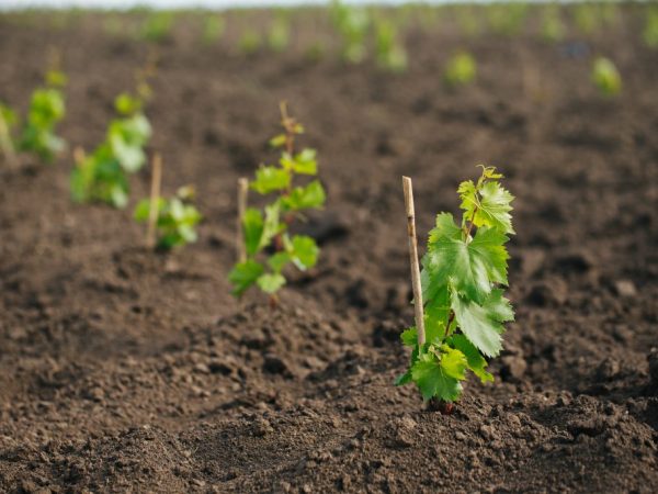 Plantera druvor i ett område utan lågland
