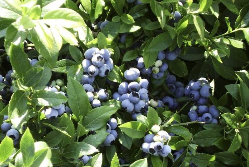Blueberry kebun: penanaman dan penjagaan