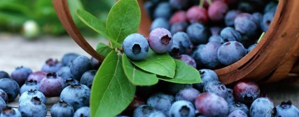 Penyebaran blueberry kebun dengan keratan dan penanaman dan perawatan lapisan