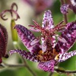 Gartenorchidee Tricirtis Pflanzen und Pflege auf dem offenen Feld Foto