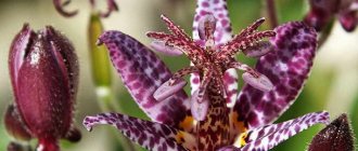 Gartenorchidee Tricirtis Pflanzen und Pflege auf dem offenen Feld Foto