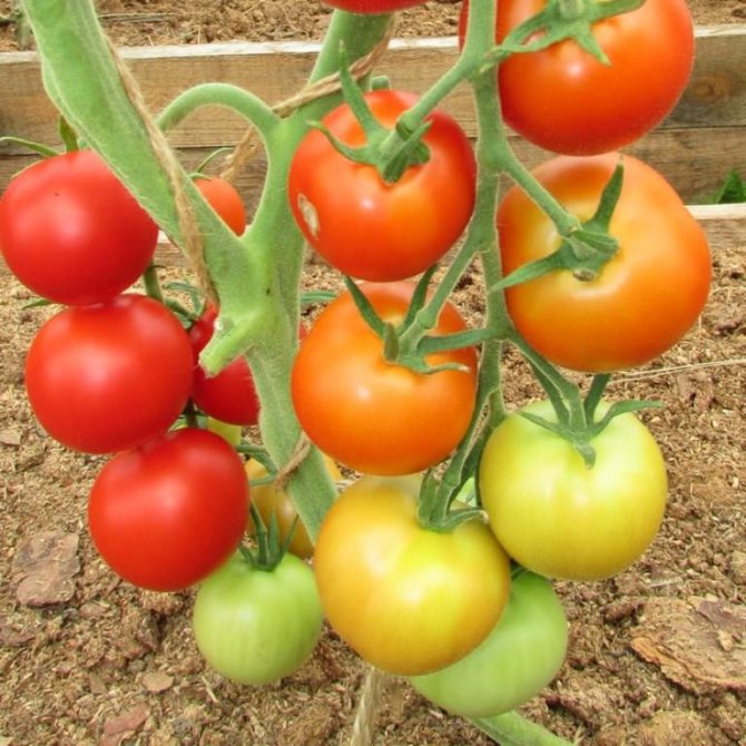 Градинарите отбелязват, че ябълковият домат е устойчив и може да се съхранява дълго време.