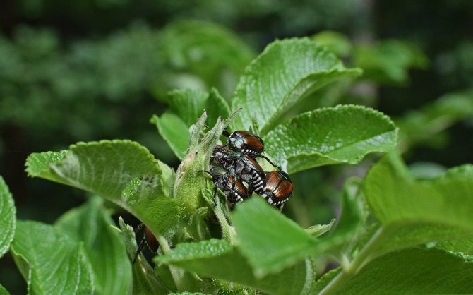 Garden beetles