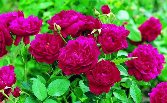 Mawar kebun - penanaman, penjagaan dan pembiakan