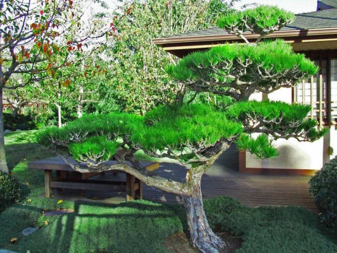 tall trädgård bonsai
