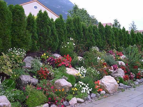 Trädgårdsdesign: plantering och vård av edelweiss