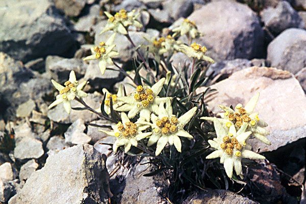 Garden design: planting and caring for edelweiss