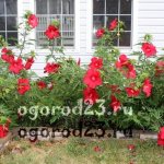 trädgård hibiskus vård och reproduktion 1