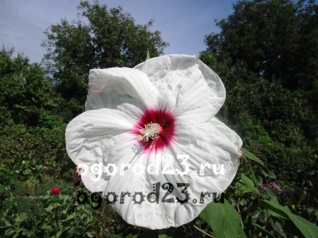 garden hibiscus care and reproduction 10
