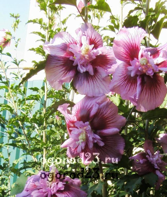 îngrijirea și reproducerea hibiscului de grădină 12