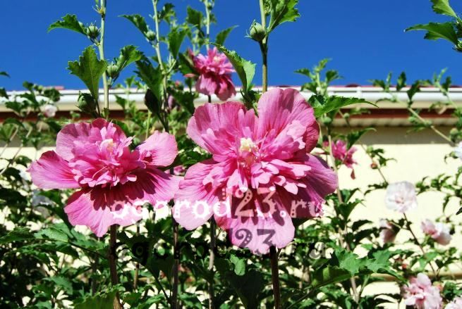 îngrijirea și reproducerea hibiscului de grădină 14