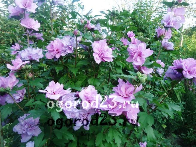 îngrijirea și reproducerea hibiscului de grădină 16