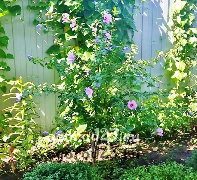 îngrijirea și reproducerea hibiscului de grădină 19