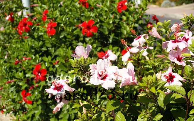 trädgård hibiskus vård och reproduktion 2
