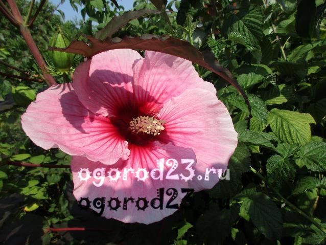 îngrijirea și reproducerea hibiscului de grădină 22