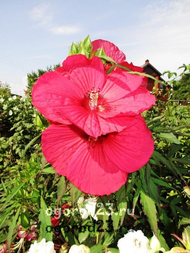 îngrijirea și reproducerea hibiscului de grădină 23