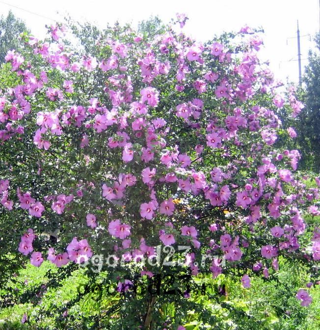 îngrijirea și reproducerea hibiscului de grădină 3