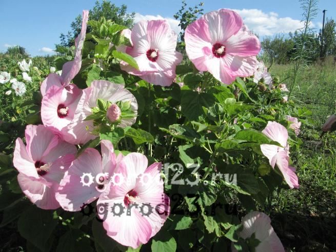 trädgård hibiskus vård och reproduktion 6