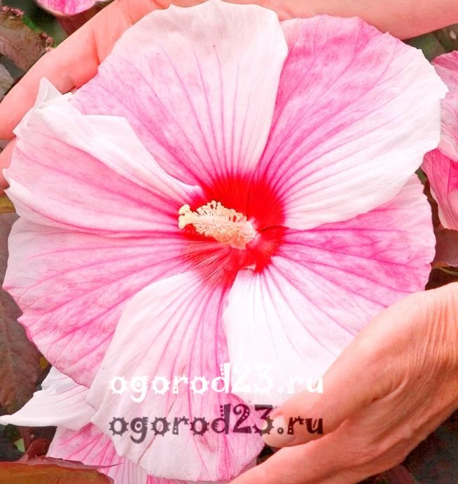 îngrijirea și reproducerea hibiscului de grădină 8