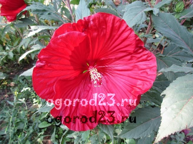 garden hibiscus care and reproduction 9
