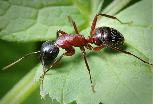 Градинска мравка