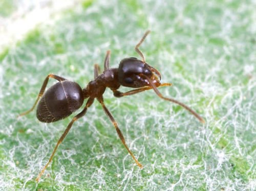 Градинска мравка