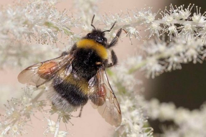 Bumblebee de grădină