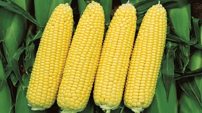 Sweet corn: choosing the best variety and growing the dessert variety correctly