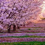 sakura träd