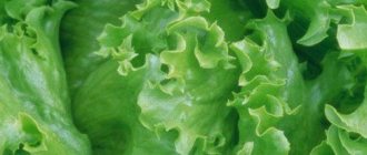 Iceberg lettuce - growing in the country and at home