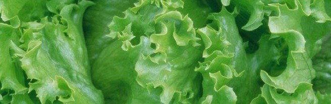 Iceberg lettuce - growing in the country and at home