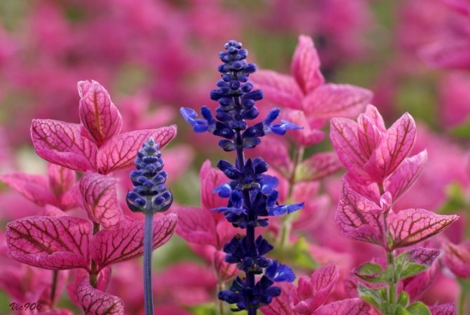 Salvia vytrvalá květinová fotografie